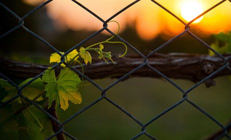 Vine as a social storytelling resource