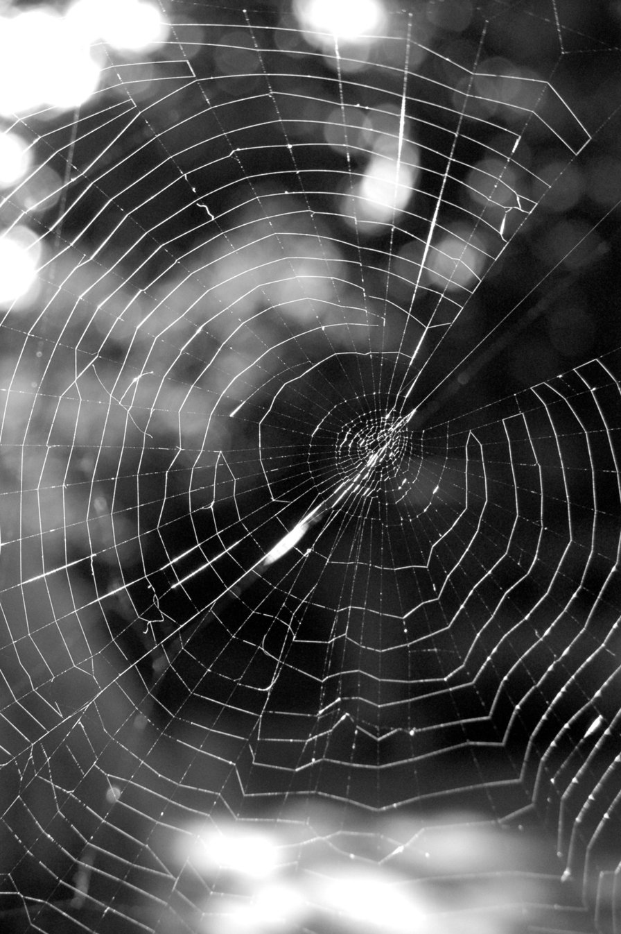 The Web of Relationships We Have to Save